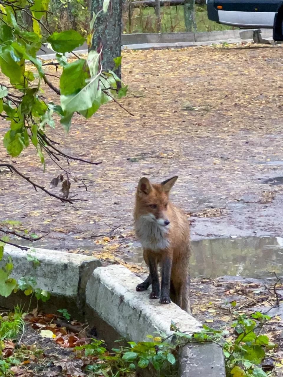 Куршская коса из Зеленоградска — фото 9