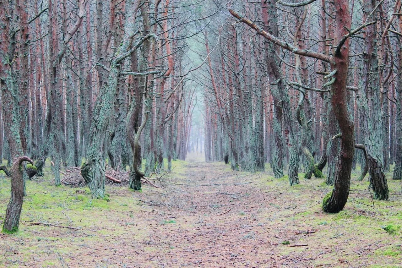 Куршская коса